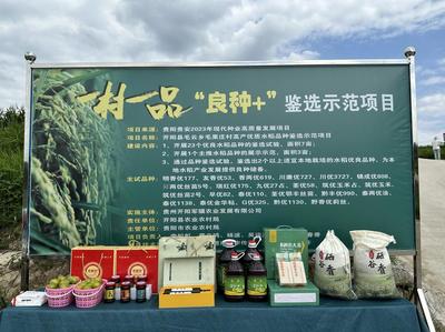 毛云鄉發展“三個農業”點燃產業希望，初級農產品煥發新活力