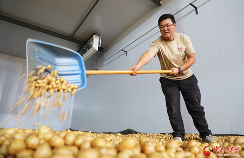 祁連山下是我家 科技澆灌，民樂(lè)馬鈴薯綻放致富花