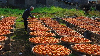 年關(guān)將至返鄉(xiāng)潮，初級(jí)農(nóng)產(chǎn)品行業(yè)迎春煥發(fā)新機(jī)