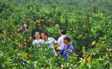 橙香滿山，富澤一方——贛南臍橙如何托起一個(gè)村莊的致富夢(mèng)