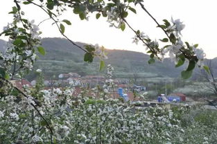 煙臺(tái)果花爛漫時(shí) 不負(fù)春光，遇見(jiàn)農(nóng)產(chǎn)品的第一縷芬芳