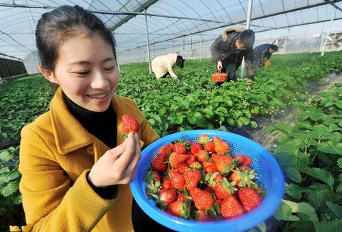 零基礎(chǔ)農(nóng)村電商第一課 創(chuàng)業(yè)之初三大定位決定成敗，盲目跟風(fēng)易虧錢（以初級(jí)農(nóng)產(chǎn)品為例）