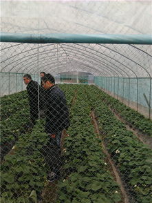 瑞安農(nóng)業(yè)網(wǎng) 打造瑞安農(nóng)業(yè)門(mén)戶(hù)，助推初級(jí)農(nóng)產(chǎn)品發(fā)展